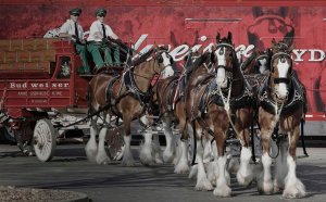 bud can cydes tw 25516