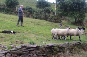 ginn us sheepdogs tw 24716